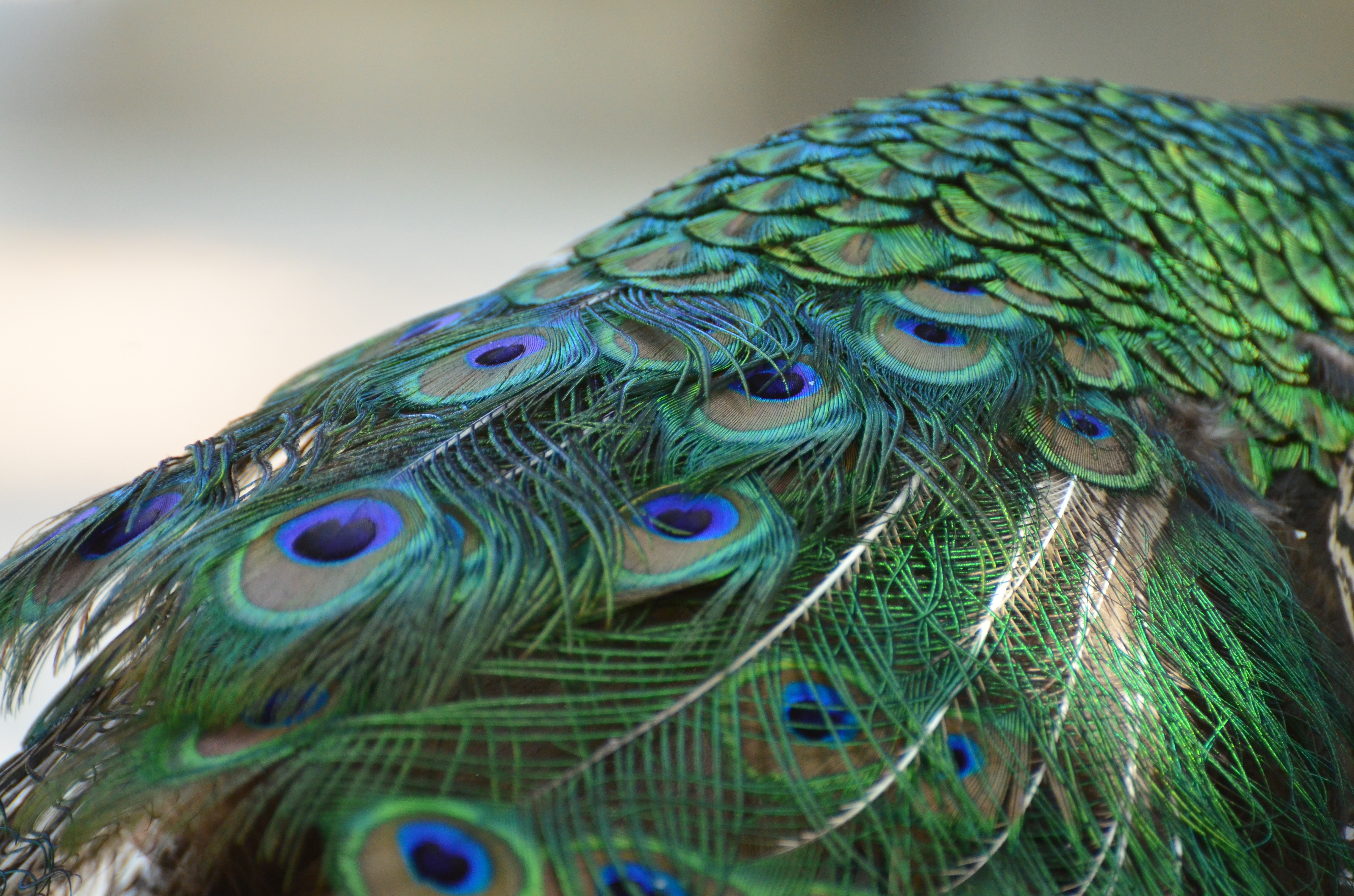 nature animals peacock colorful feathers...