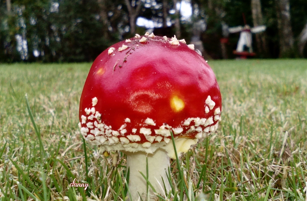 Mushroom#colorful #nature 