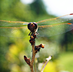 colorful nature petsandanimals photography dragonflies