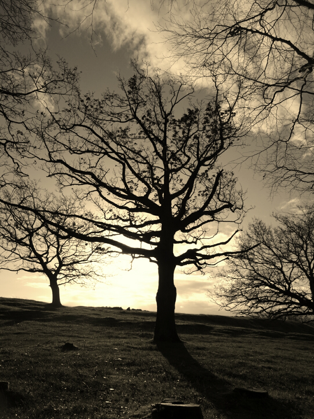 Photography Nature Sky Tree Sepia