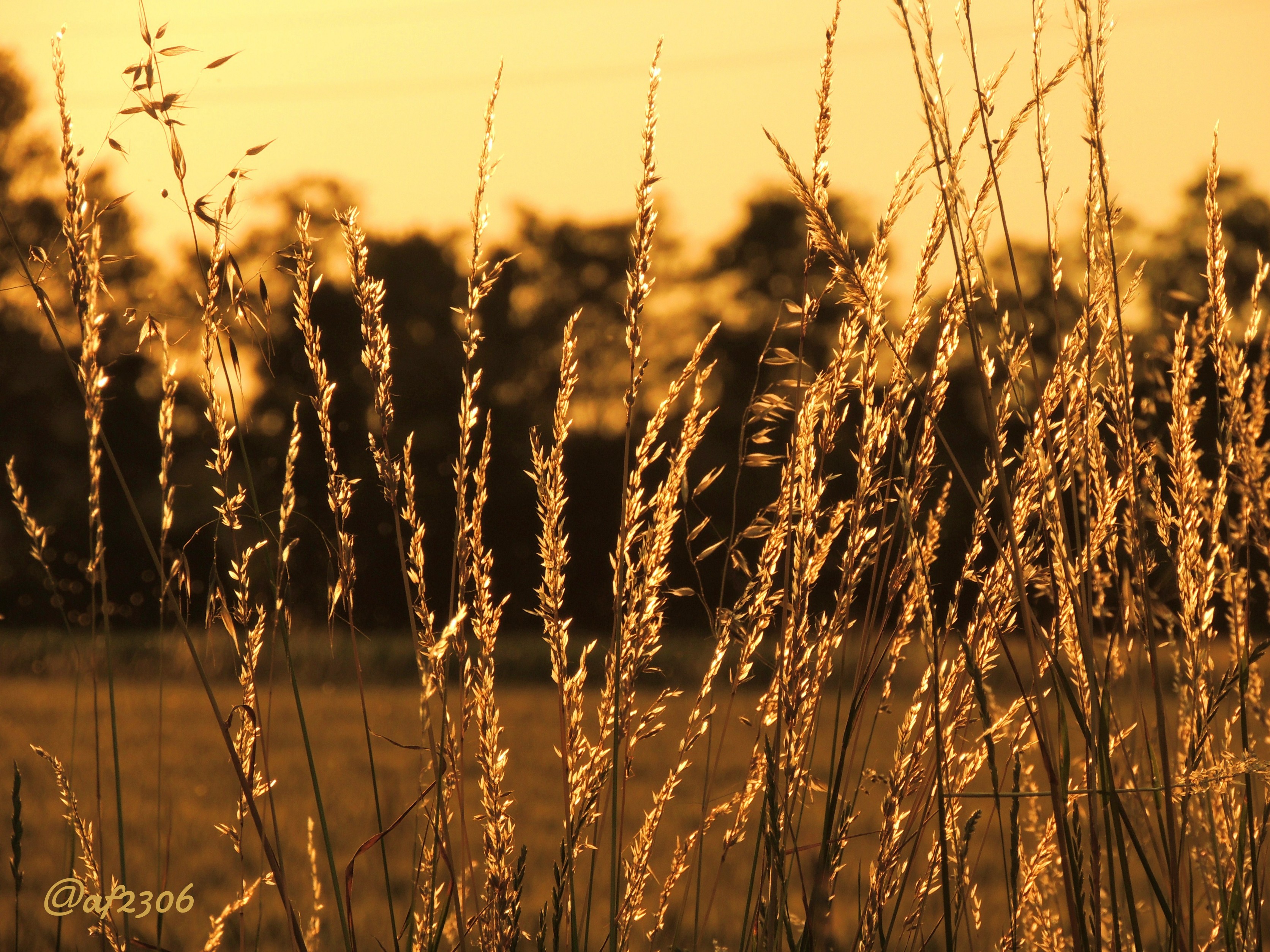 gold plants nature Fields of #gold image by @af2306