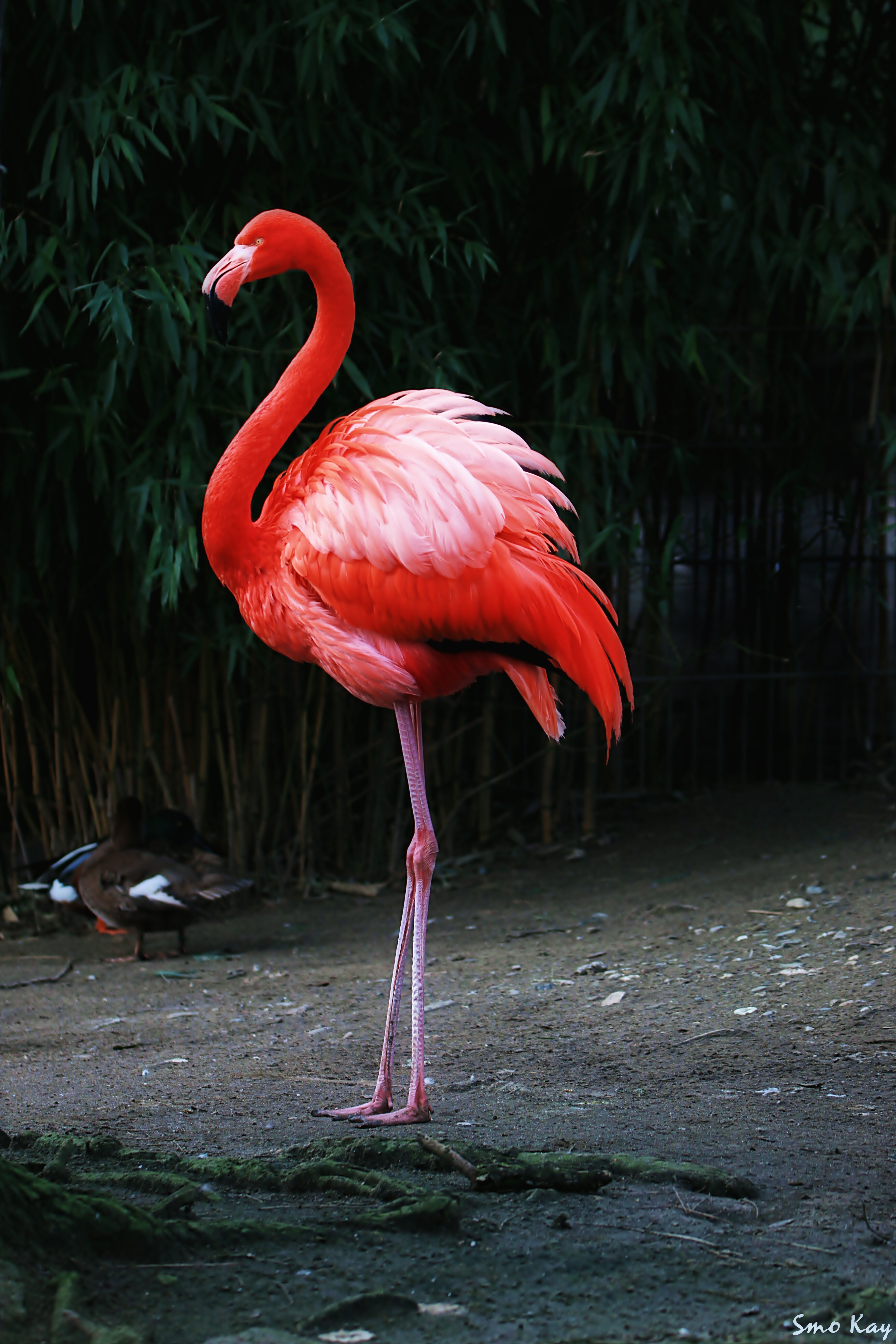 red flamingo photography 192661630001202 by @altlechner