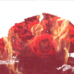 love passion rose romantic fire